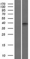 PTGER2 / EP2 Protein - Western validation with an anti-DDK antibody * L: Control HEK293 lysate R: Over-expression lysate
