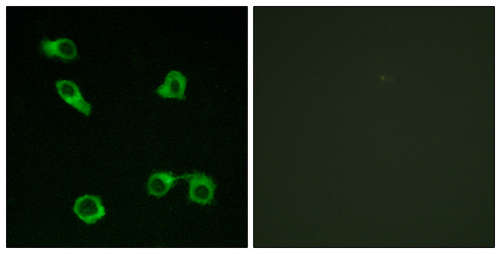 PTGER3 / EP3 Antibody - Immunofluorescence analysis of COS7 cells, using PE2R3 Antibody. The picture on the right is blocked with the synthesized peptide.