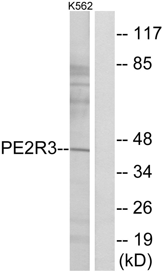 PTGER3 / EP3 Antibody - Western blot analysis of lysates from K562 cells, using PE2R3 Antibody. The lane on the right is blocked with the synthesized peptide.