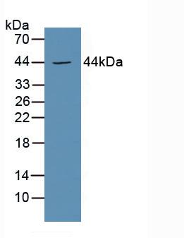 PTGER3 / EP3 Antibody - Western Blot; Sample: Mouse Kidney Tissue.