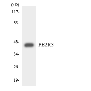 PTGER3 / EP3 Antibody - Western blot analysis of the lysates from Jurkat cells using PE2R3 antibody.