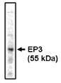 PTGER3 / EP3 Antibody - Western blot of EP3 antibody on bovine brain lysate at 1 ug/ml.