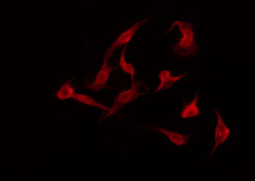 PTGER3 / EP3 Antibody - Staining K562 cells by IF/ICC. The samples were fixed with PFA and permeabilized in 0.1% Triton X-100, then blocked in 10% serum for 45 min at 25°C. The primary antibody was diluted at 1:200 and incubated with the sample for 1 hour at 37°C. An Alexa Fluor 594 conjugated goat anti-rabbit IgG (H+L) Ab, diluted at 1/600, was used as the secondary antibody.