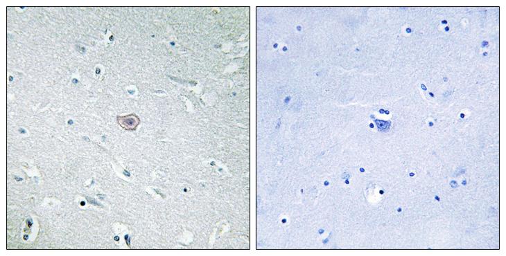 PTGER3 / EP3 Antibody - Peptide - + Immunohistochemistry analysis of paraffin-embedded human brain tissue using PE2R3 antibody.