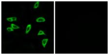 PTGER3 / EP3 Antibody - Peptide - + Immunofluorescence analysis of LOVO cells, using PTGER3 antibody.