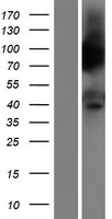 PTGER3 / EP3 Protein - Western validation with an anti-DDK antibody * L: Control HEK293 lysate R: Over-expression lysate