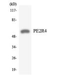 PTGER4 / EP4 Antibody - Western blot analysis of the lysates from HeLa cells using PE2R4 antibody.