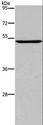 PTGER4 / EP4 Antibody - Western blot analysis of Raji cell, using PTGER4 Polyclonal Antibody at dilution of 1:450.