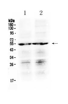 PTGER4 / EP4 Antibody - Western blot - Anti-PTGER4 Picoband Antibody