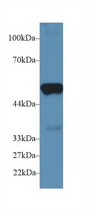 PTGES2 Antibody - Western Blot; Sample: Mouse Heart lysate; Primary Ab: 2µg/ml Rabbit Anti-Mouse PTGES2 Antibody Second Ab: 0.2µg/mL HRP-Linked Caprine Anti-Rabbit IgG Polyclonal Antibody