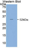 PTGES2 Antibody - Western blot of recombinant PTGES2.  This image was taken for the unconjugated form of this product. Other forms have not been tested.
