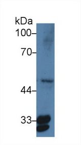 PTGES2 Antibody - Western Blot; Sample: Human HepG2 cell lysate; ;Primary Ab: 3µg/ml Rabbit Anti-Human PTGES2 Antibody;Second Ab: 0.2µg/mL HRP-Linked Caprine Anti-Rabbit IgG Polyclonal Antibody;