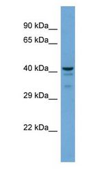 PTGES2 Antibody - PTGES2 antibody Western Blot of Mouse Brain. Antibody dilution: 1 ug/ml.  This image was taken for the unconjugated form of this product. Other forms have not been tested.