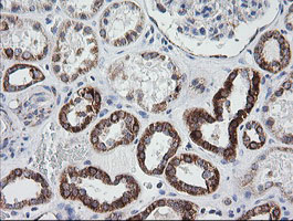 PTGES2 Antibody - IHC of paraffin-embedded Human Kidney tissue using anti-PTGES2 mouse monoclonal antibody.