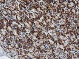 PTGES2 Antibody - IHC of paraffin-embedded Human pancreas tissue using anti-PTGES2 mouse monoclonal antibody.