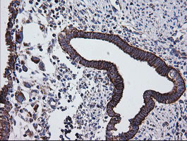 PTGES2 Antibody - IHC of paraffin-embedded Human endometrium tissue using anti-PTGES2 mouse monoclonal antibody.