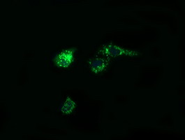 PTGES2 Antibody - Anti-PTGES2 mouse monoclonal antibody immunofluorescent staining of COS7 cells transiently transfected by pCMV6-ENTRY PTGES2.