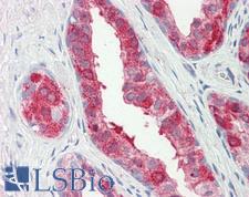 PTGES2 Antibody - Human Prostate: Formalin-Fixed, Paraffin-Embedded (FFPE)