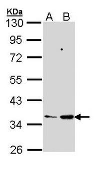PTGES2 Antibody - Sample (30 ug of whole cell lysate). A: 293T. B: Molt-4. 10% SDS PAGE. PTGES2 antibody diluted at 1:1000. 