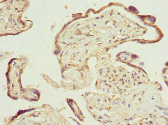 PTGES2 Antibody - Immunohistochemistry of paraffin-embedded human placenta tissue at dilution 1:100