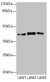 PTGES2 Antibody - Western blot All Lanes: PTGES2antibody at 3.77ug/ml Lane 1 : 293T whole cell lysate Lane 2 : Hela whole cell lysate Lane 3 : HepG-2 whole cell lysate Secondary Goat polyclonal to Rabbit IgG at 1/10000 dilution Predicted band size: 42 kDa Observed band size: 42 kDa