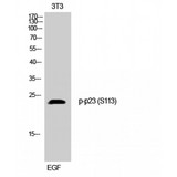PTGES3 / p23 Antibody - Western blot of Phospho-p23 (S113) antibody
