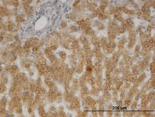 PTGES3 / p23 Antibody - Immunoperoxidase of monoclonal antibody to PTGES3 on formalin-fixed paraffin-embedded human liver. [antibody concentration 3 ug/ml]