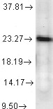 PTGES3 / p23 Antibody - P23 (JJ6), Human cell line mix.  This image was taken for the unconjugated form of this product. Other forms have not been tested.