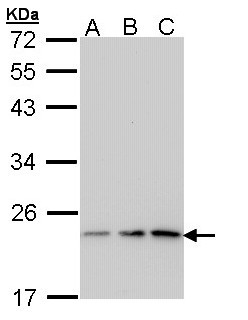PTGES3 / p23 Antibody - Sample (30 ug of whole cell lysate). A: A431. B: H1299. C: Hela. 12% SDS PAGE. PTGES3 antibody diluted at 1:1000. 