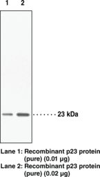 PTGES3 / p23 Antibody - Western blot of PTGES3 antibody.