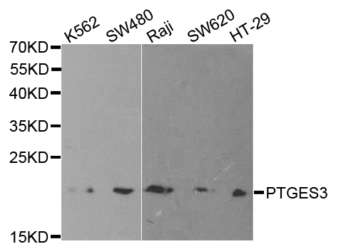 PTGES3 / p23 Antibody - Western blot analysis of extracts of various cell lines.