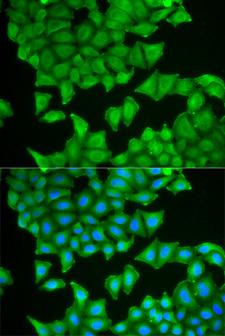 PTGES3 / p23 Antibody - Immunofluorescence analysis of HeLa cells.