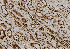 PTGES3 / p23 Antibody - 1:100 staining human kidney tissue by IHC-P. The sample was formaldehyde fixed and a heat mediated antigen retrieval step in citrate buffer was performed. The sample was then blocked and incubated with the antibody for 1.5 hours at 22°C. An HRP conjugated goat anti-rabbit antibody was used as the secondary.