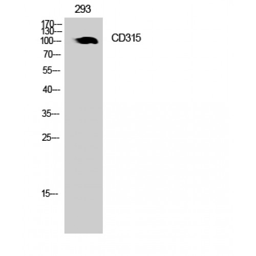 PTGFRN Antibody - Western blot of CD315 antibody