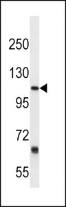 PTGFRN Antibody - PTGFRN Antibody western blot of mouse kidney tissue lysates (35 ug/lane). The PTGFRN antibody detected the PTGFRN protein (arrow).