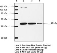 PTGIR / IP Receptor Antibody - Western blot of PTGIR / IP Receptor antibody.