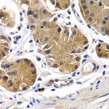 PTGIR / IP Receptor Antibody - Immunohistochemistry of paraffin-embedded human normal stomach tissue.