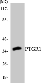 PTGR1 / LTB4DH Antibody - Western blot analysis of the lysates from 293 cells using PTGR1 antibody.