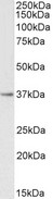 PTGR1 / LTB4DH Antibody - Goat Anti-PTGR1 Antibody (0.3µg/ml) staining of Human Kidney lysate (35µg protein in RIPA buffer). Primary incubation was 1 hour. Detected by chemiluminescencence.