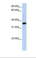 PTGR1 / LTB4DH Antibody - 293T cell lysate. Antibody concentration: 1.0 ug/ml. Gel concentration: 12%.  This image was taken for the unconjugated form of this product. Other forms have not been tested.