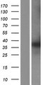 PTGR1 / LTB4DH Protein - Western validation with an anti-DDK antibody * L: Control HEK293 lysate R: Over-expression lysate