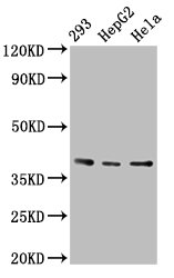 PTGR2 / PGR2 Antibody - Positive Western Blot detected in 293 whole cell lysate, HepG2 whole cell lysate, Hela whole cell lysate. All lanes: PTGR2 antibody at 3.4 µg/ml Secondary Goat polyclonal to rabbit IgG at 1/50000 dilution. Predicted band size: 39, 20 KDa. Observed band size: 39 KDa