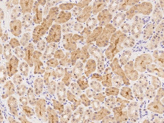 PTGR2 / PGR2 Antibody - Immunochemical staining of human PTGR2 in human kidney with rabbit polyclonal antibody at 1:500 dilution, formalin-fixed paraffin embedded sections.