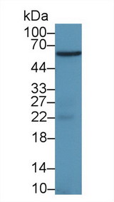 PTGS1 / COX-1 Antibody - Western Blot; Sample: Rat Bladder lysate; Primary Ab: 1µg/ml Rabbit Anti-Rat PTGS1 Antibody Second Ab: 0.2µg/mL HRP-Linked Caprine Anti-Rabbit IgG Polyclonal Antibody