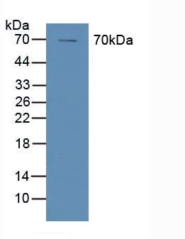 PTGS1 / COX-1 Antibody - Western Blot; Sample: Human A431 Cells.