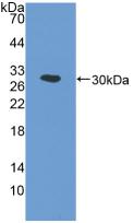 PTGS1 / COX-1 Antibody - Western Blot; Sample: Recombinant PTGS1, Human.