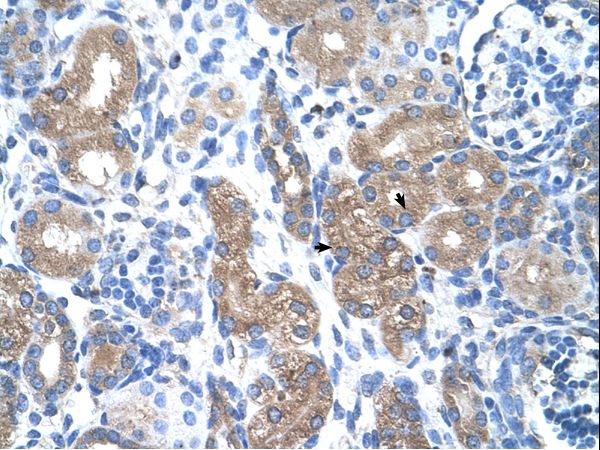 PTGS1 / COX-1 Antibody - PTGS1 / COX-1 antibody ARP41835_T100-NP_000953-PTGS1(prostaglandin-endoperoxide synthase 1) Antibody was used in IHC to stain formalin-fixed, paraffin-embedded human kidney.  This image was taken for the unconjugated form of this product. Other forms have not been tested.
