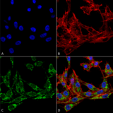 PTGS1 / COX-1 Antibody - Immunocytochemistry/Immunofluorescence analysis using Rabbit Anti-Cyclooxygenase 1 Polyclonal Antibody. Tissue: Colon carcinoma cell line (RKO). Species: Human. Fixation: 4% Formaldehyde for 15 min at RT. Primary Antibody: Rabbit Anti-Cyclooxygenase 1 Polyclonal Antibody  at 1:100 for 60 min at RT. Secondary Antibody: Goat Anti-Rabbit ATTO 488 at 1:100 for 60 min at RT. Counterstain: Phalloidin Texas Red F-Actin stain; DAPI (blue) nuclear stain at 1:1000, 1:5000 for 60 min at RT, 5 min at RT. Localization: Microsome Membrane, Endoplasmic Reticulum Membrane, Membrane. Magnification: 60X. (A) DAPI nuclear stain. (B) Phalloidin Texas Red F-Actin stain. (C) Cyclooxygenase 1 Antibody. (D) Composite.