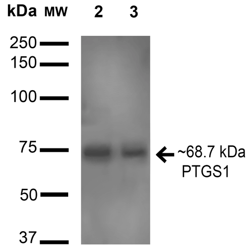 PTGS1 / COX-1 Antibody - Western blot analysis of Human HeLa and HEK293Trap cell lysates showing detection of 68.7 kDa Cyclooxygenase 1 protein using Rabbit Anti-Cyclooxygenase 1 Polyclonal Antibody. Lane 1: Molecular Weight Ladder (MW). Lane 2: Human HeLa and 293Trap cell lysates. Load: 15 µg. Block: 2% BSA and 2% Skim Milk in 1X TBST. Primary Antibody: Rabbit Anti-Cyclooxygenase 1 Polyclonal Antibody  at 1:1000 for 16 hours at 4°C. Secondary Antibody: Goat Anti-Rabbit HRP at 1:2000 for 60 min at RT. Color Development: ECL solution for 6 min in RT. Predicted/Observed Size: 68.7 kDa.