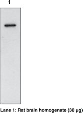 PTGS1 / COX-1 Antibody - Western blot of COX-1 antibody.